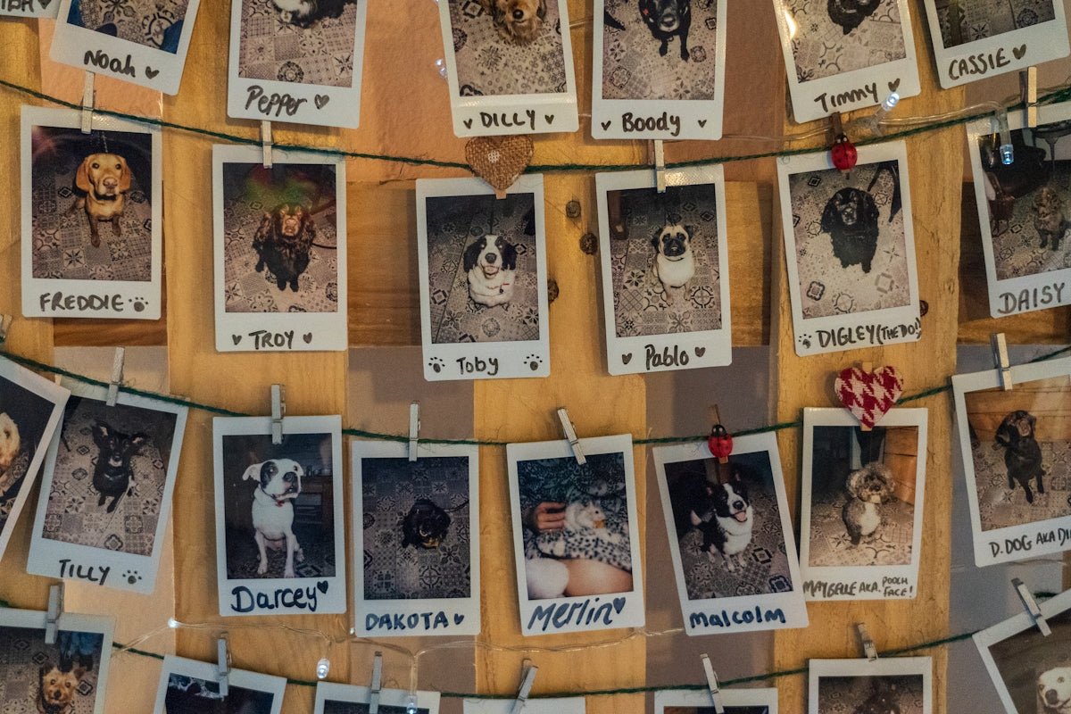 Pet photographs with handwritten names clipped to strings on a wooden wall